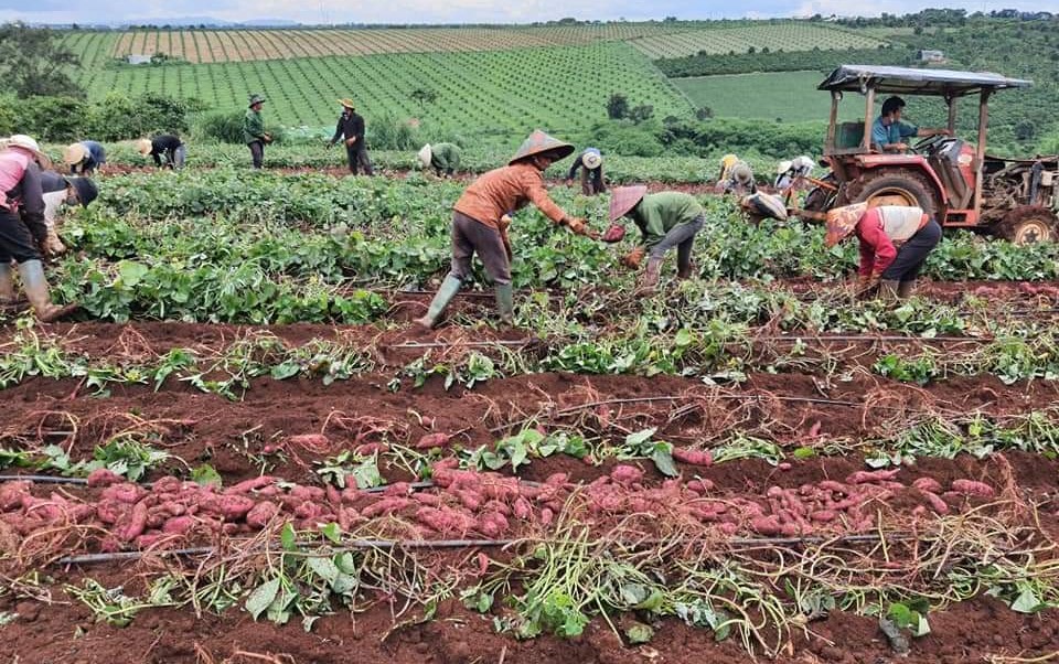 SẴN SÀNG XUẤT KHẨU KHOAI LANG SANG TRUNG QUỐC