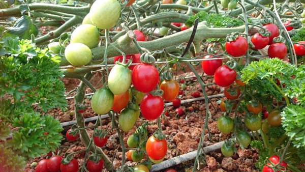 KỸ THUẬT TRỒNG CÀ CHUA SẠCH