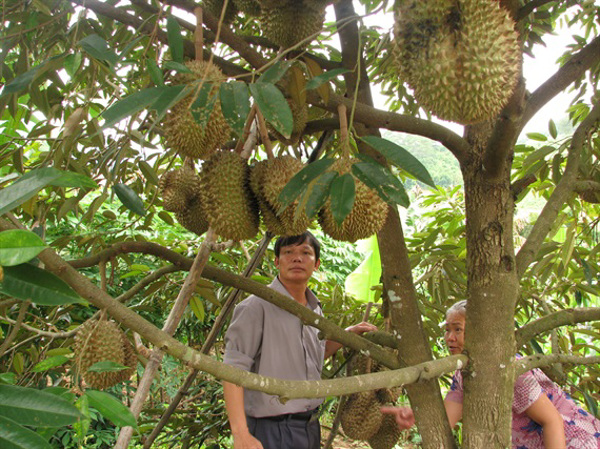 THÊM MÃ VÙNG TRỒNG SẦU RIÊNG ĐƯỢC TRUNG QUỐC CẤP MÃ